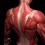 Курсы анатомии для массажистов (мышцы тела)